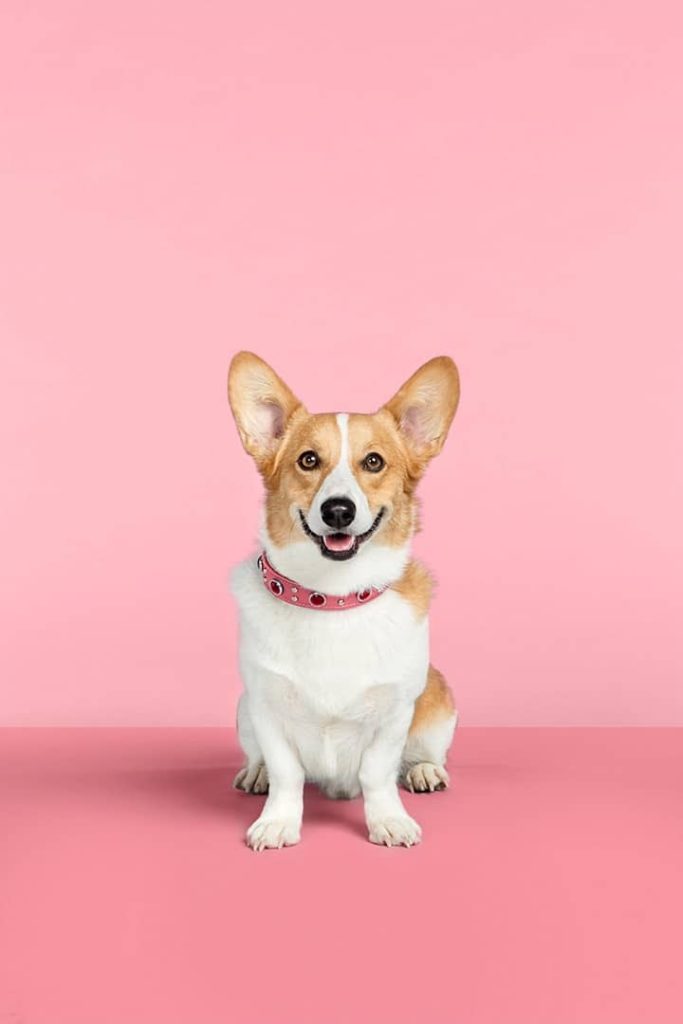 Commissionable artist Grace Chon's portrait photo an adorable corgi with a pink collar on a pink backdrop.
